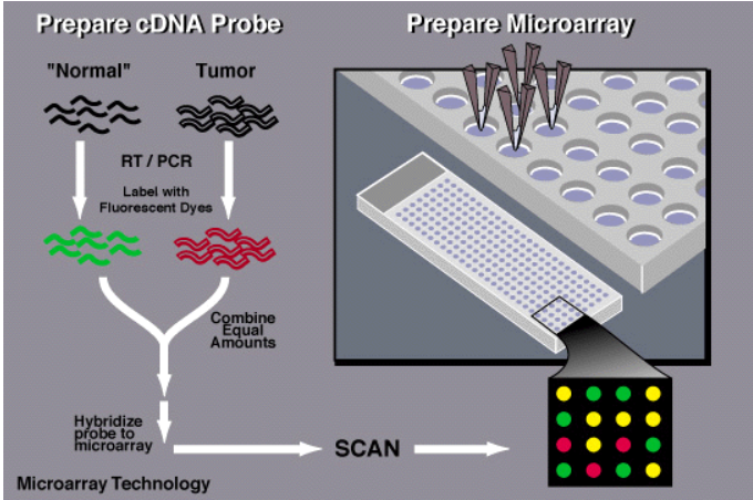 Microarray Analysis